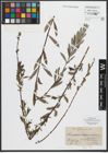 Foto von Salix purpurea L. x Salix repens L.